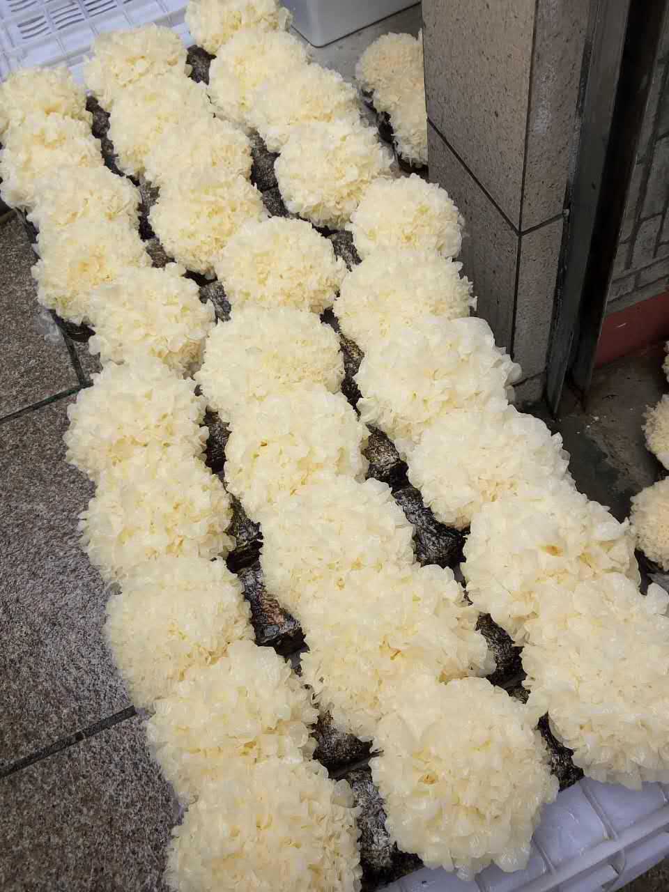 熊猫体育公司-南条爱乃第3张个人专辑详情及视觉图公布(图4) 熊猫体育公司