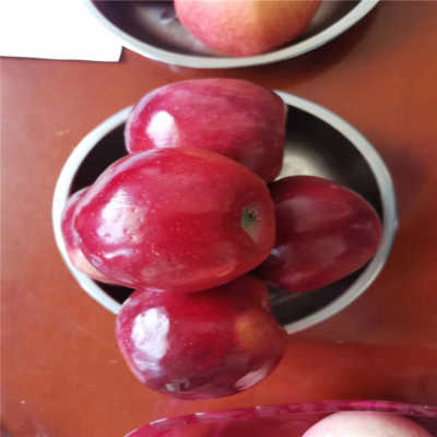 看什么新番!七月追番指南-熊猫体育(图3) 熊猫体育