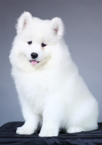 天才钢琴家牛牛现身合肥举办独奏音乐会 六曲连奏令人沉醉“熊猫体育公司”(图1) 熊猫体育首页