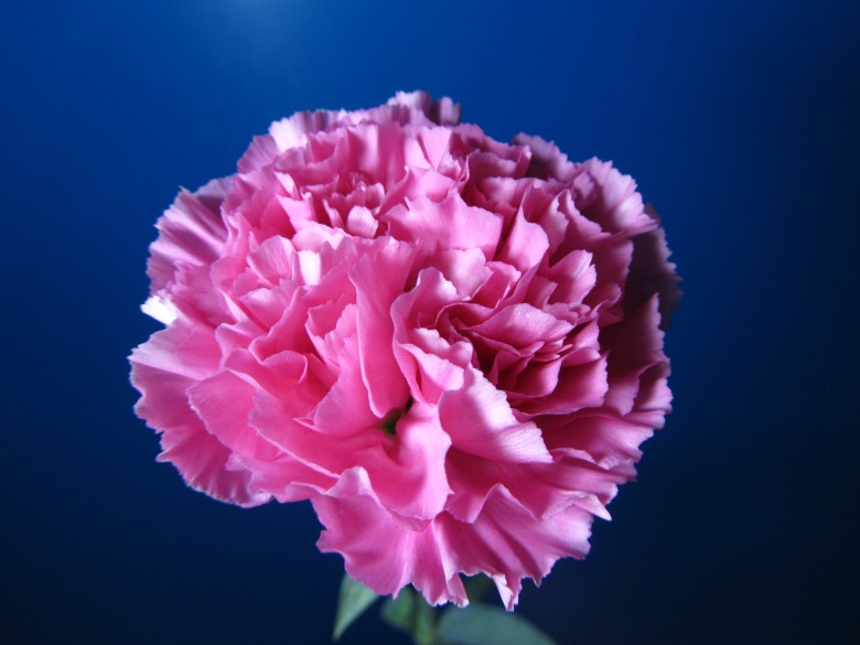 熊猫体育-幼儿教育应该重点教会孩子哪些知识(图3) 熊猫体育