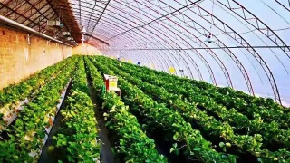 日本一公司推出GPS皮鞋 可防止老年人走丢(图)【熊猫体育首页】(图1) 熊猫体育公司