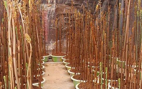 【熊猫体育】韩运营商加快5G网络部署欲2019年实现商业化(图2) 熊猫体育