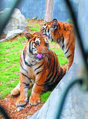 熊猫体育_激萌的萝莉!《龙王的工作!》动画化决定(图2) 熊猫体育首页