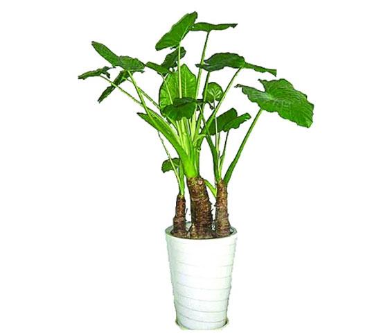 FDA鼓励数字疗法创新:独角兽VS企业联盟,谁将突出重围?:熊猫体育公司(图2) 熊猫体育公司