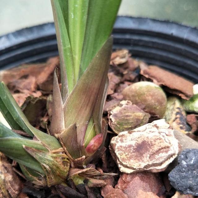 熊猫体育_90后华裔女冲击美国最年轻国会议员(图)(图1) 熊猫体育