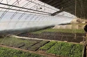 【熊猫体育】《龙珠》举办父亲节好爸爸投票活动冠军实至名归(图1) 熊猫体育